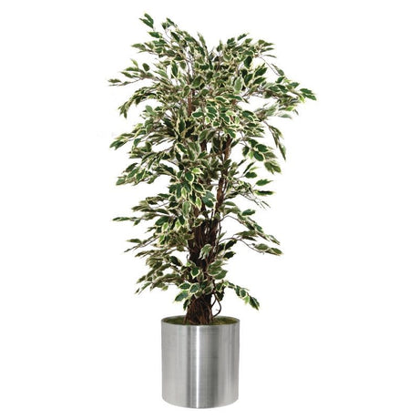 Ficus Exotica Variagated 1500mm - CC502 Artificial Plants Bolero   